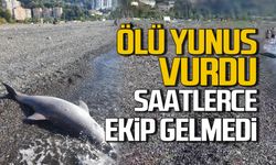 Kozlu sahilinde ölü yunus vurdu.