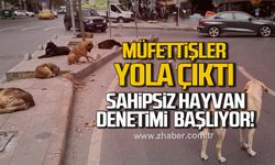 81 İlde sahipsiz hayvan denetimi başladı