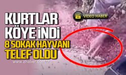 Kurtlar köye indi! 8 sokak hayvanı telef oldu