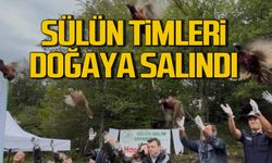 300 sülün doğaya salındı
