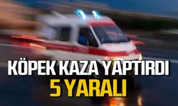 Yola fırlayan köpek kazaya neden oldu: 5 yaralı