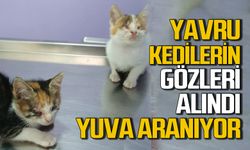 Yavru kedilerin gözleri alındı: Kim sahiplenecek?
