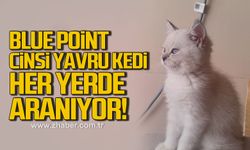 Blue Point cinsi yavru kedi her yerde aranıyor