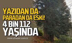 Zonguldak’ta zamana meydan okuyan ağaç: Tam 4 Bin 112 yaşında!