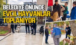 Belediye önünde evcil hayvanlar toplanıyor