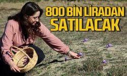 Dünyanın en pahalı baharatı safran 800 bin liradan satılacak
