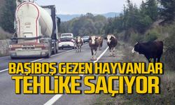 Başıboş gezen hayvanlar tehlike saçıyor