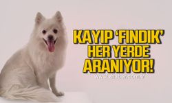 Zonguldak'ta kayıp Pomeranian melezi fındık her yerde aranıyor!