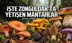 İşte Zonguldak'ta yetişen mantarlar