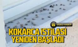 Çatalağzı’nda kokarca istilası yeniden başladı