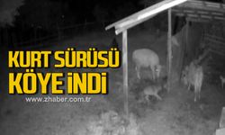 Safranbolu'da kurt sürüsü köye indi