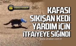 Kafası sıkışan kedi yardım için itfaiyeye sığındı