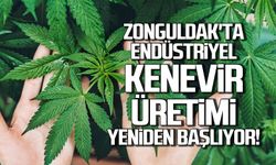 Zonguldak'ta endüstriyel kenevir üretimi yeniden başlıyor!