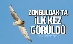 Zonguldak'ta ilk kez görüntülendi: Kuş türü sayısı 320'ye yükseldi