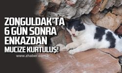 Zonguldak'ta enkazdan kurtarılan kedi tedavi altına alındı