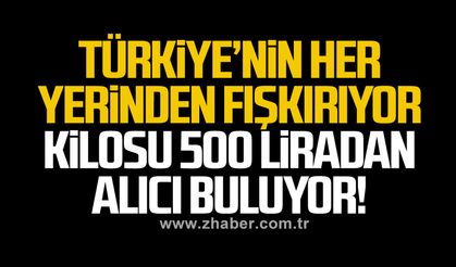Türkiye’nin her yerinden fışkırıyor Kilosu 500 liradan alıcı buluyor!