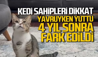 Zonguldak'ta kedi vantuz yuttu. 4 yıl sonra fark edildi.