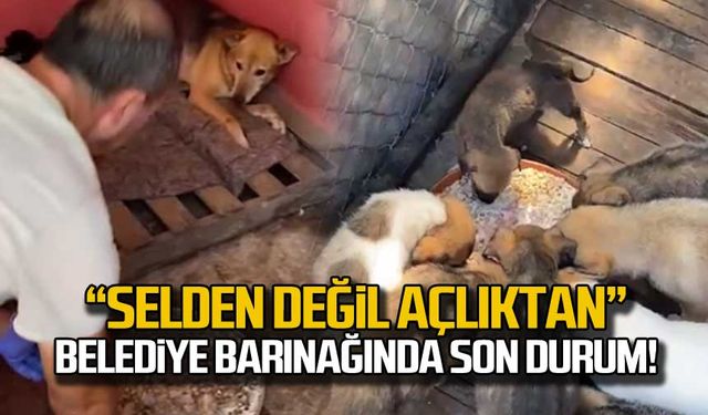 "Selden değil açlıktan" Belediye barınağında son durum!