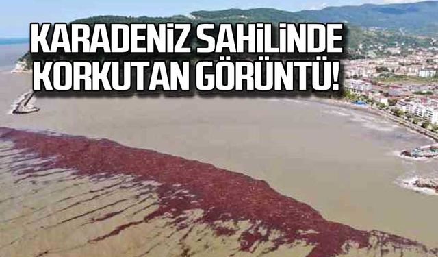 Karadeniz sahilinde korkutan görüntü!