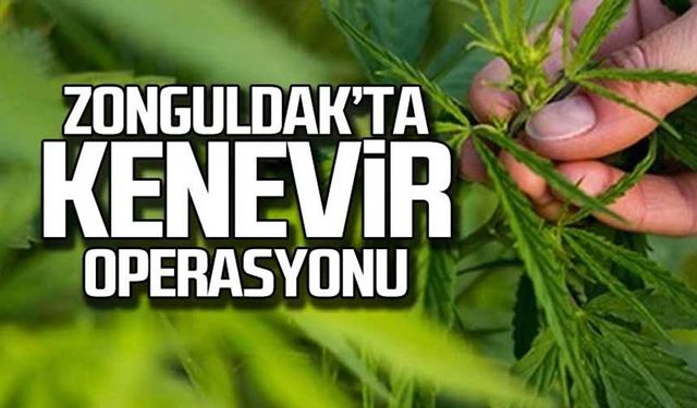 Kilimli'de kenevir operasyonu! Yüzlerce ele geçirildi!