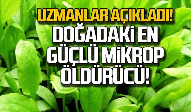 Uzmanlar açıkladı! Doğadaki en güçlü mikrop öldürücü!