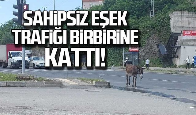 Sahipsiz eşek trafiği birbirine kattı!