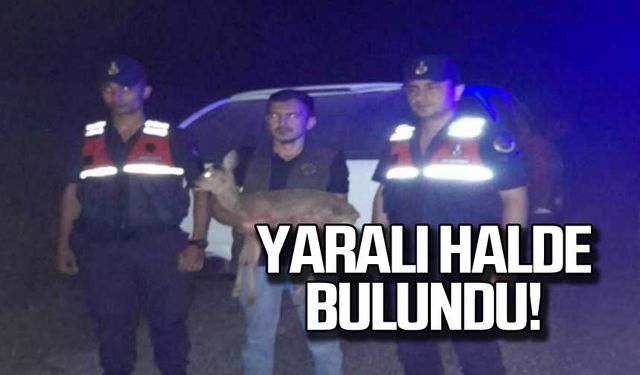 Yaralı halde bulundu!