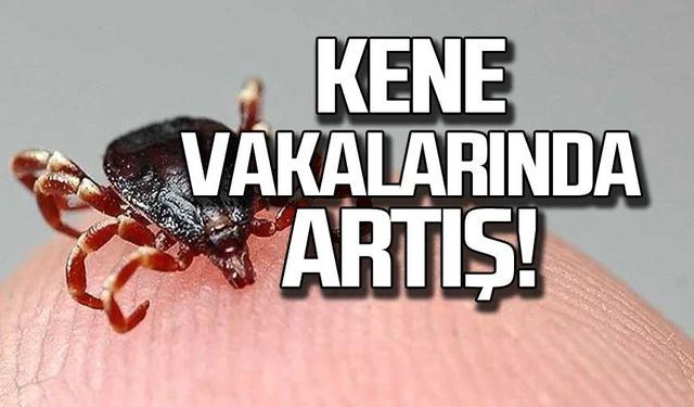 Kene vakalarında artış!