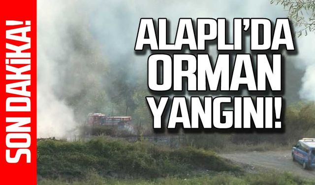 Alaplı'da orman yangını!