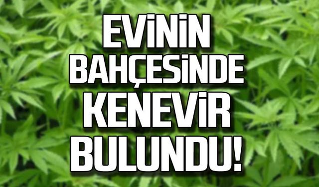 Evinin bahçesinde kenevir bulundu!