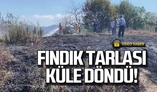 Fındık tarlası küle döndü!