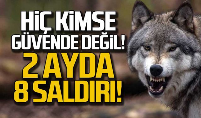 Devrek'te 2 ayda 8 kurt saldırısı! Kimse güvende değil!