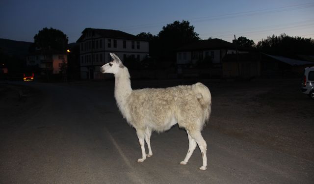 “Pamuk” isimli lama, çıkan yangın sonucu telef oldu!