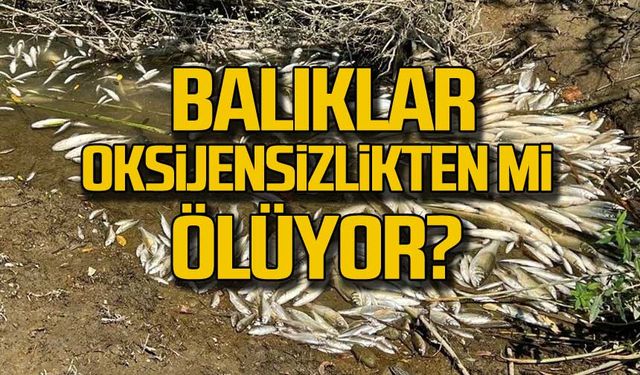 Balıklar oksijensizlikten mi ölüyor?