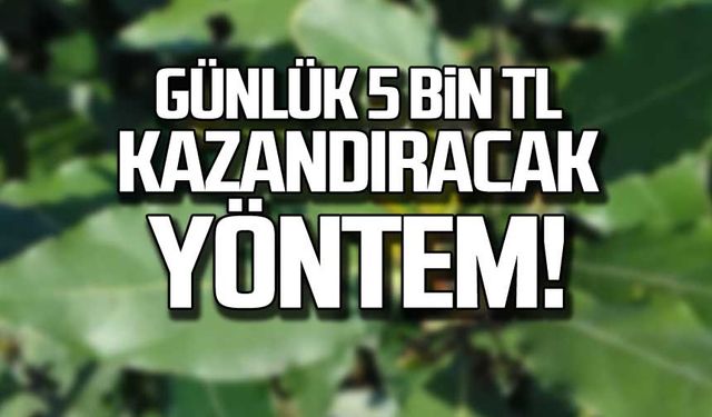 Zonguldak, Bartın ve Kastamonu’da günlük 5 bin lira kazandıracak yöntem