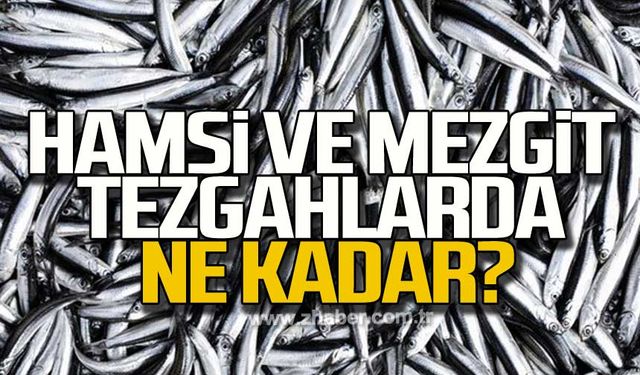 Hamsi ve mezgit tezgahlarda ne kadar?