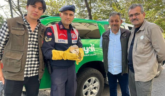 Yaralı baykuş, jandarma ekipleri tarafından kurtarıldı!