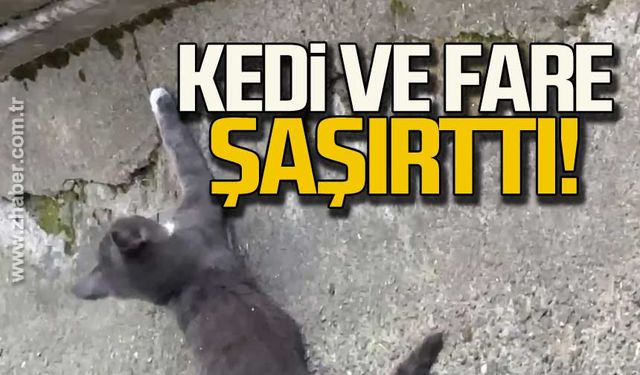 Kedi ve fare şaşırttı