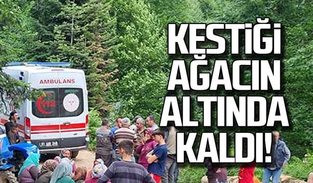 Zonguldak'ta olay! Kestiği ağacın altında kaldı!