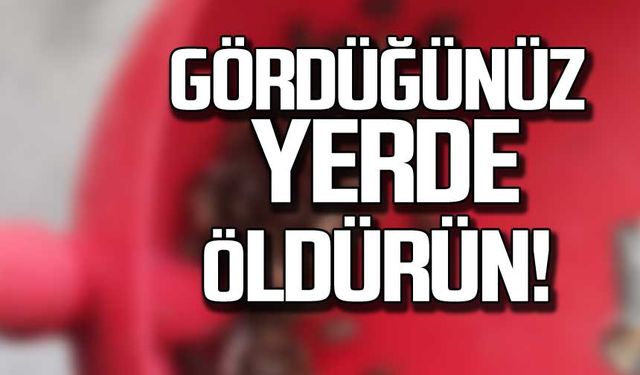 Zonguldak ve Bartın dikkat! Gördüğünüz yerde öldürün!