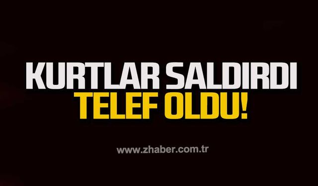 Kurtlar saldırdı telef oldu!