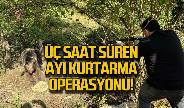 Bartın'da ayı kurtarma operasyonu!