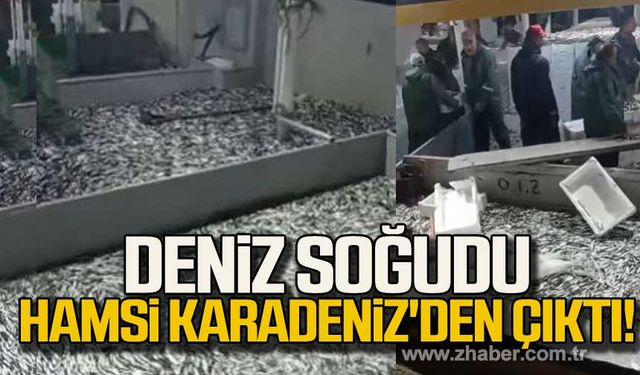 Deniz soğudu hamsi Karadeniz'den çıktı!