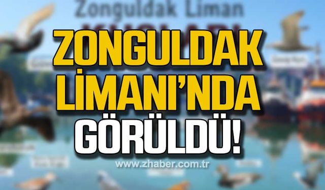 Zonguldak Limanı’nın kuşları!