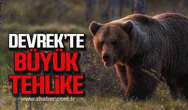 Devrek'te ayı saldırısı! Binlercesi telef oldu