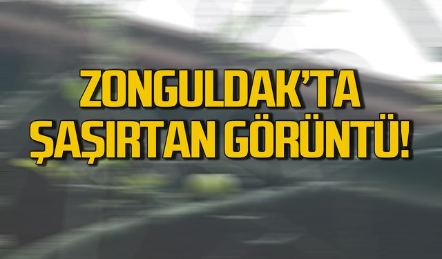 Zonguldak’ta 21 Ocak’ta şaşırtan görüntü!