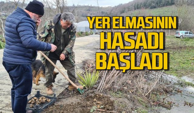 Yer elmasının hasadı başladı