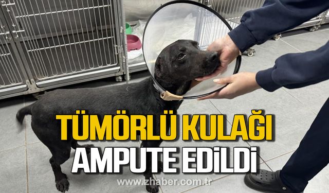 Zonguldak’ta Zeytin isimli köpeğin kulağı tümör nedeniyle ampute edildi!