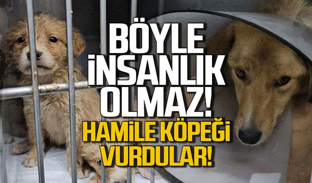 Böyle insanlık olmaz! Hamile köpeği pompalı ile vurdular!