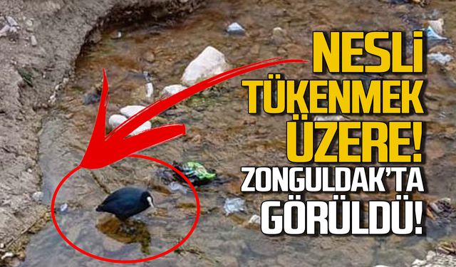 Nesli tükenmek üzere! Sakarmeke Zonguldak'ta görüldü!